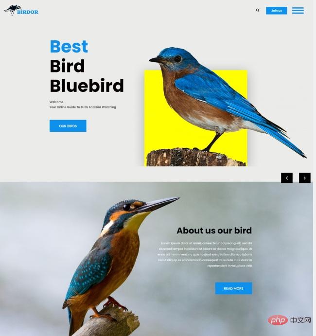 HTML5鸟类在线资讯网站模板-源码分享网
